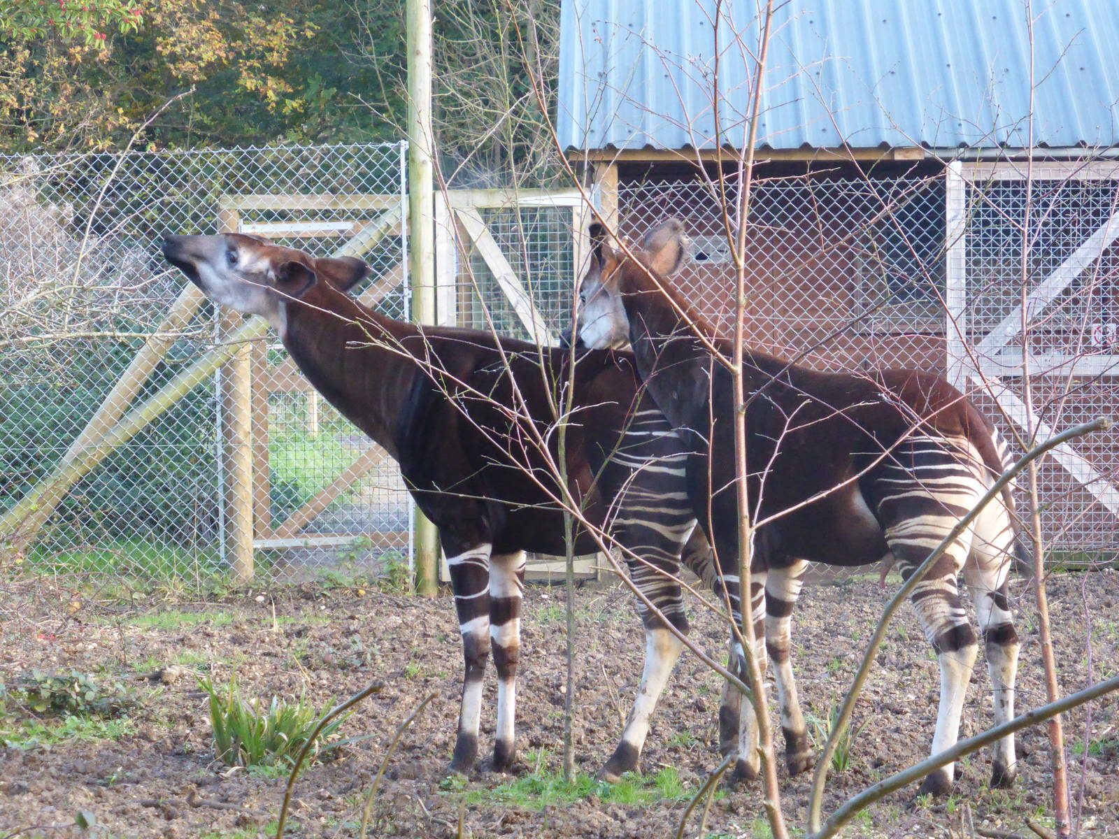 Okapi coutship