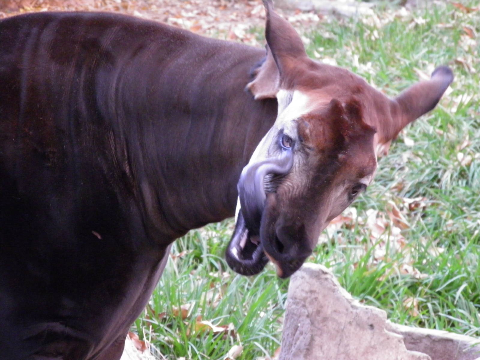Okapi December 31st 2013