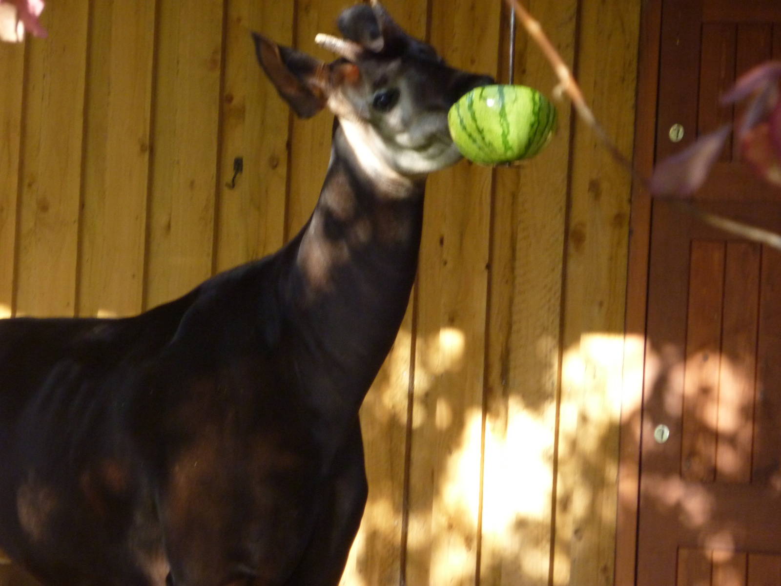 Okapi (Dicky)