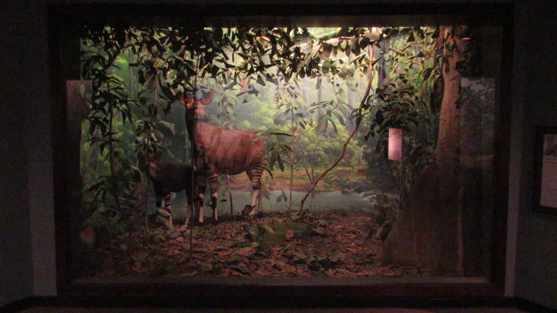 Okapi Diorama