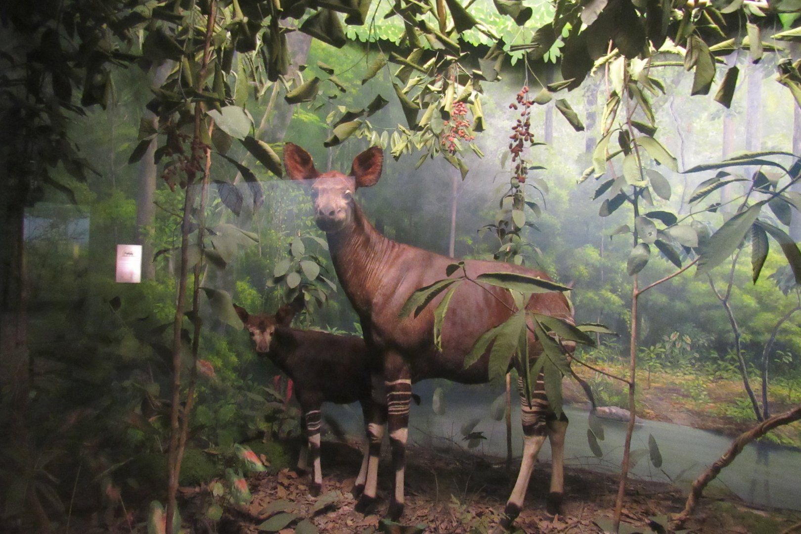 okapi diorama