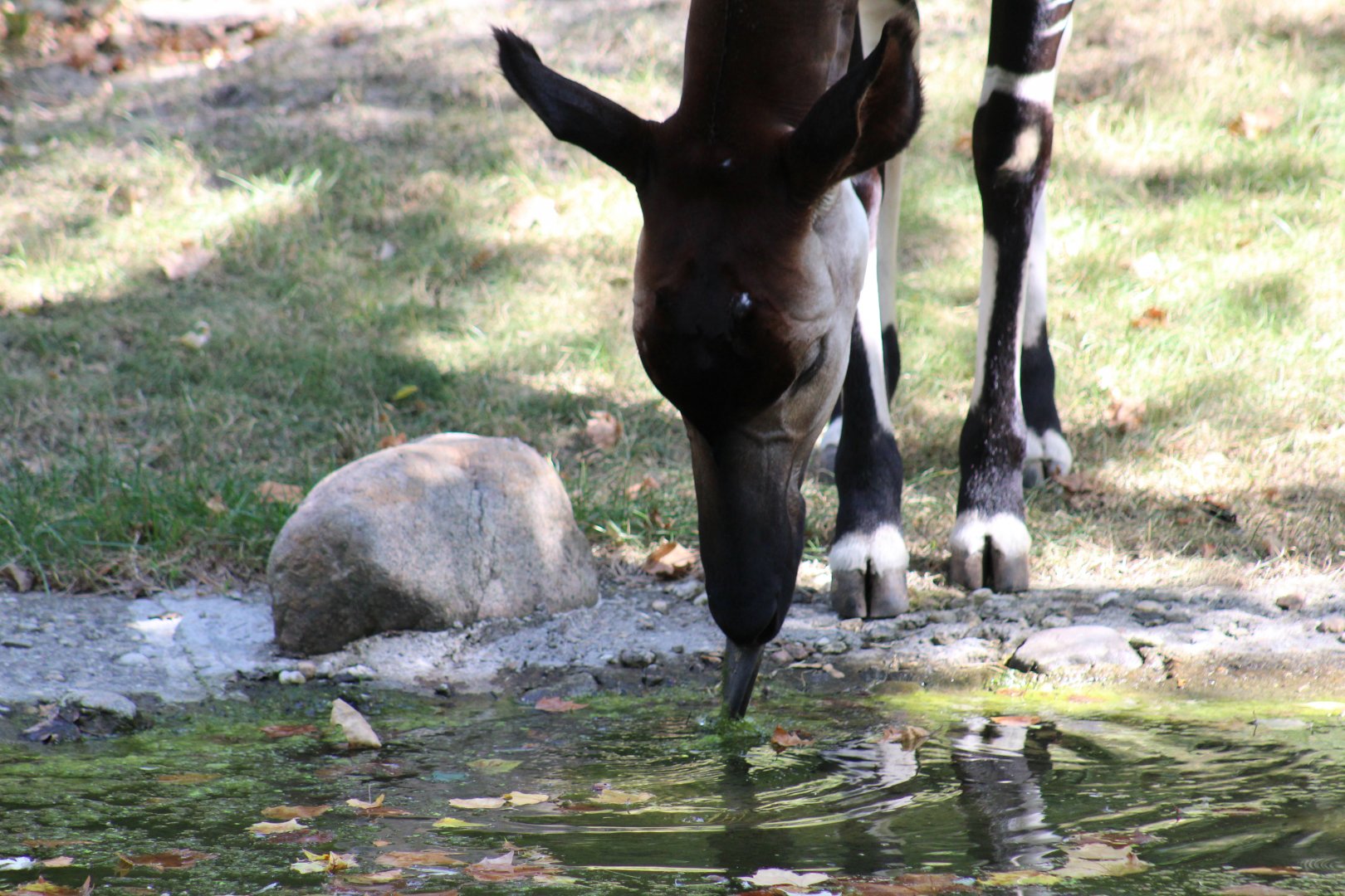 Okapi Drinking