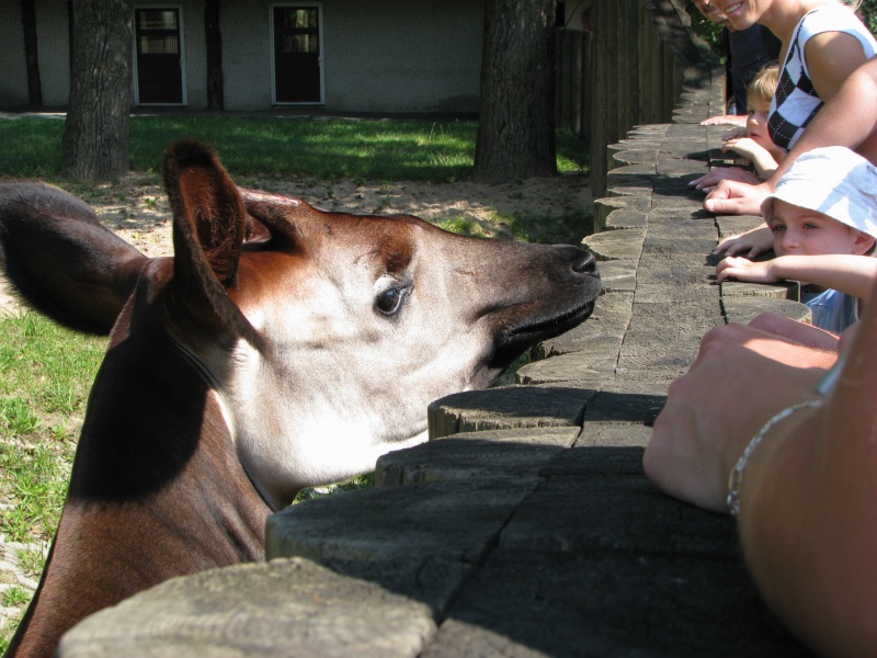 Okapi @ Dvur Kralove