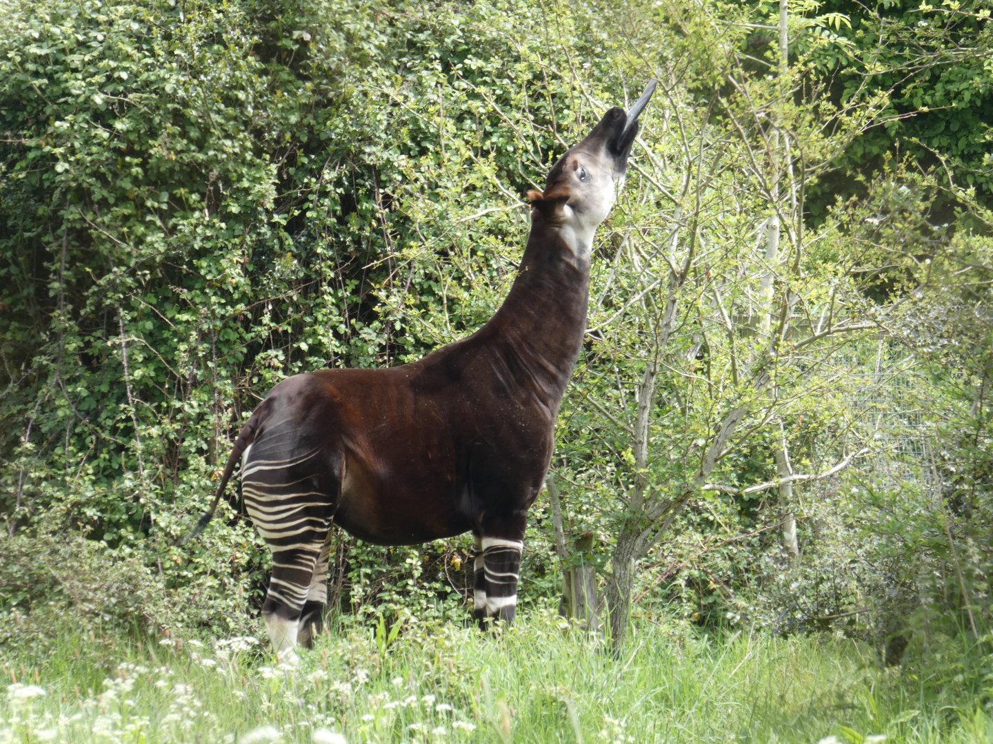 Okapi eating