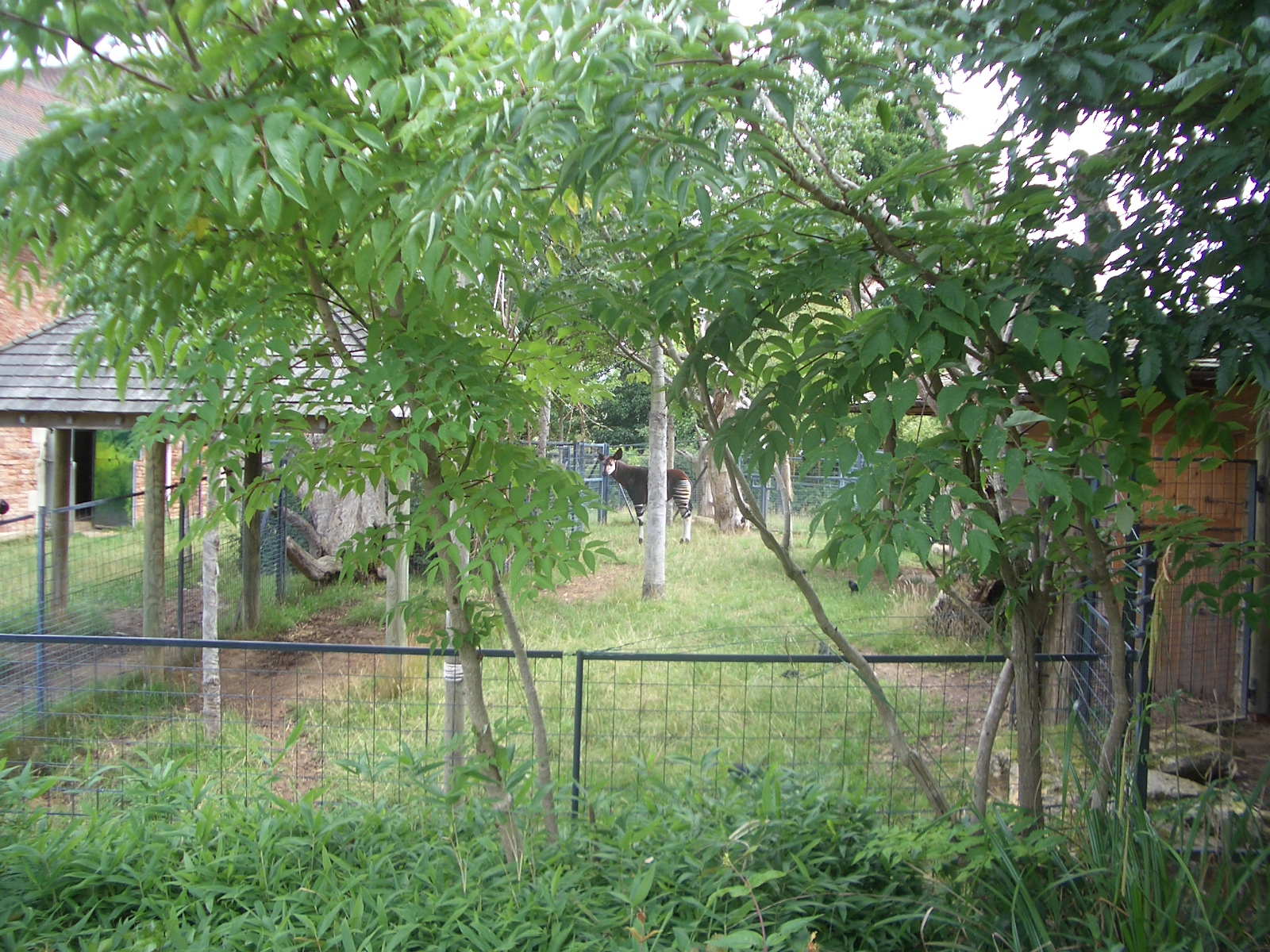 Okapi Enclosure - 24.07.2010