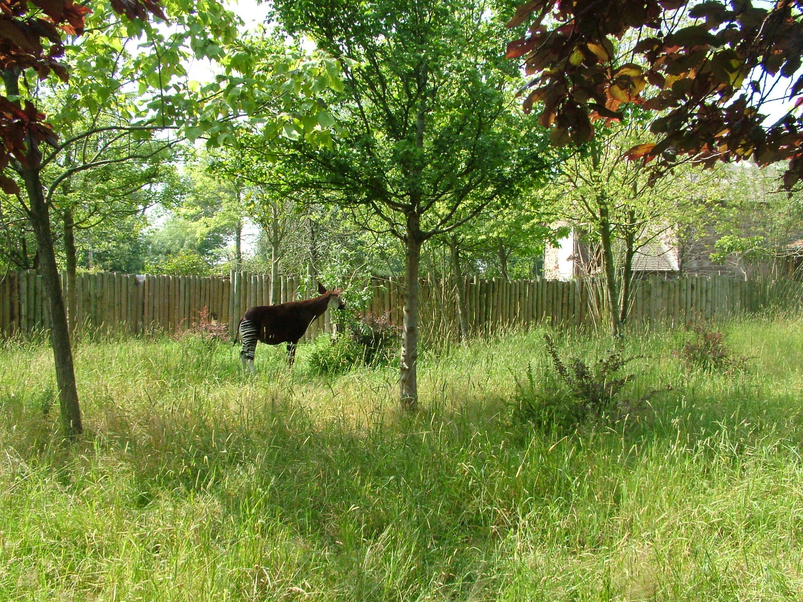 Okapi enclosure at Chester Zoo July 2008