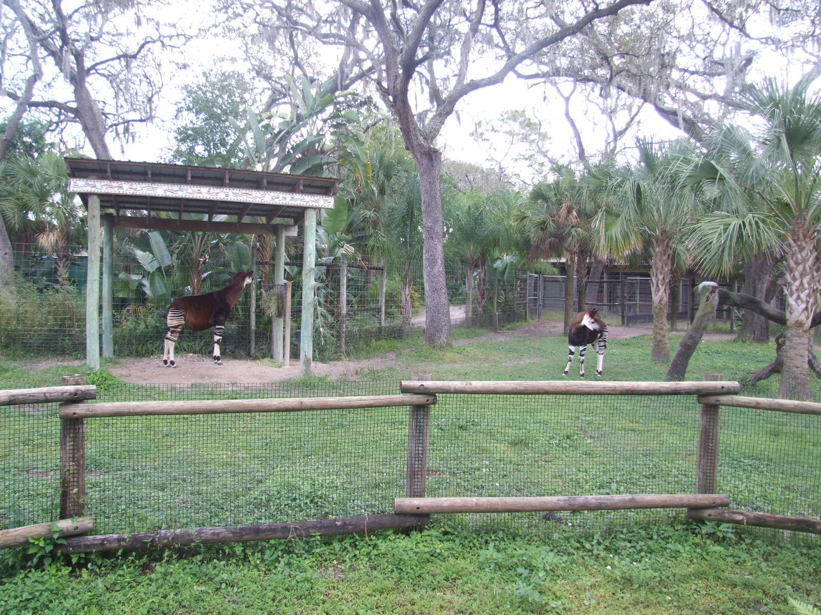 Okapi Enclosure at Lowry Park, 13/10/13