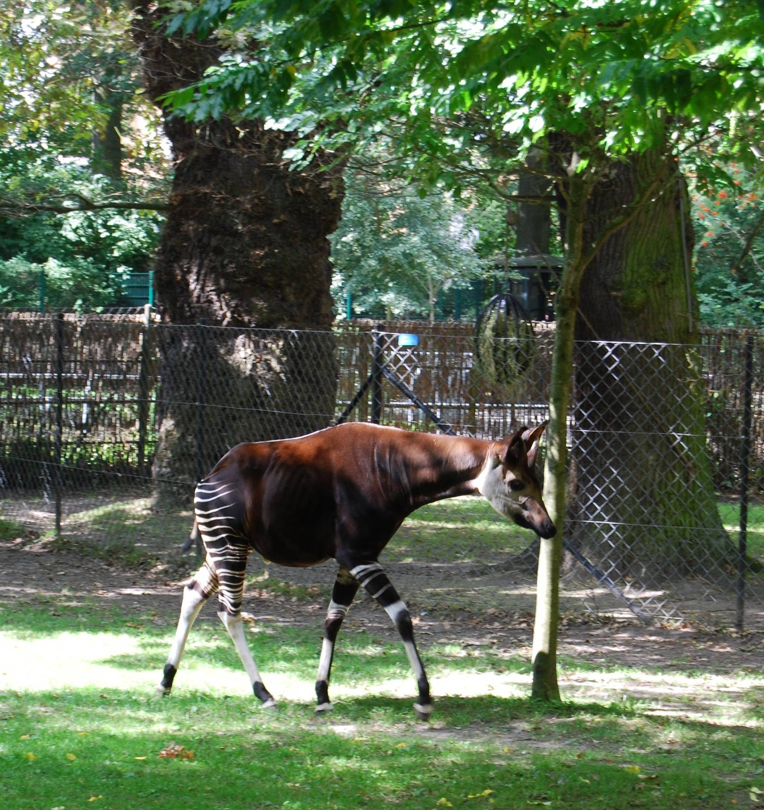 Okapi Enclosure, Copenhagen Zoo