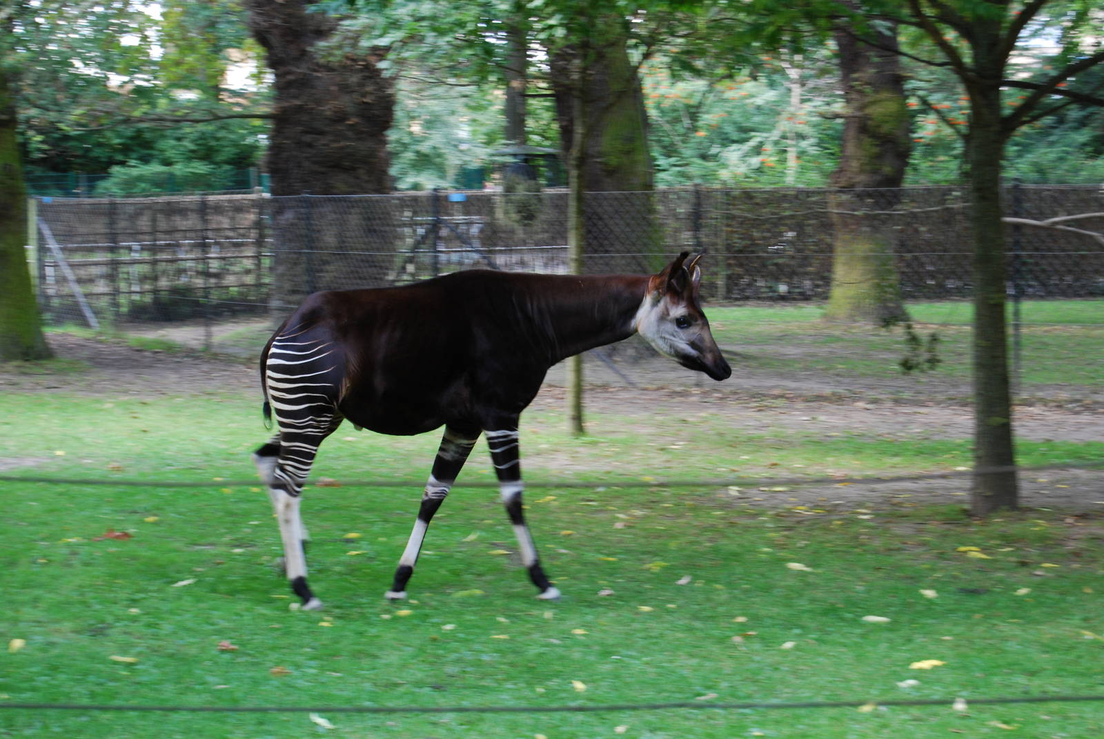 Okapi Enclosure, Copenhagen Zoo