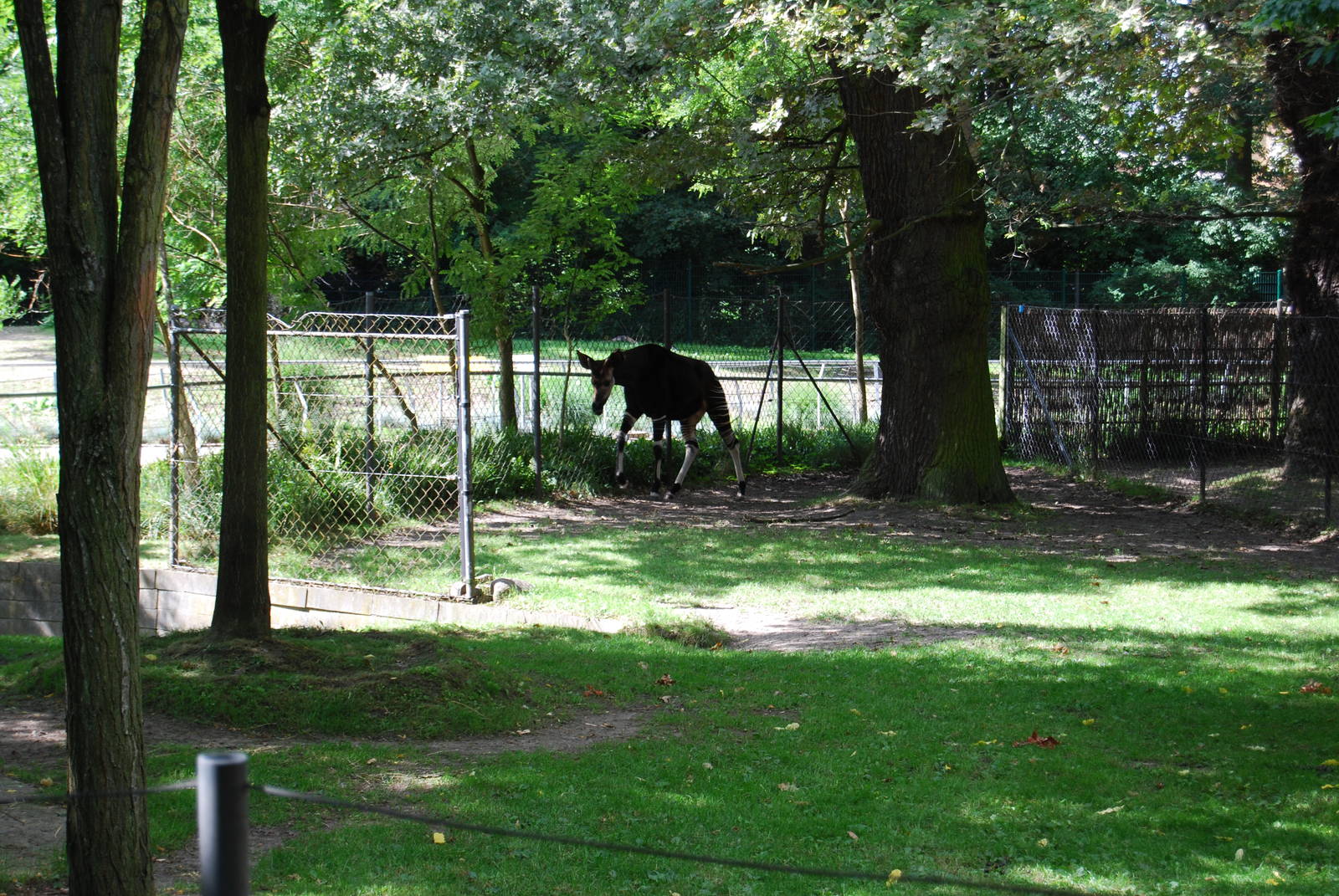 Okapi Enclosure, Copenhagen Zoo