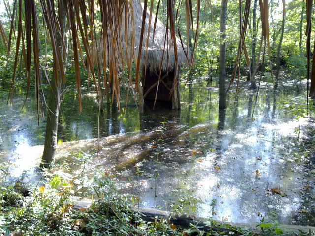 Okapi enclosure inundated, September 2010