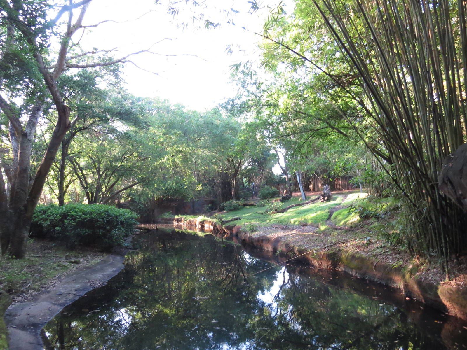 Okapi enclosure - Kilimanjaro safaris, March 2015