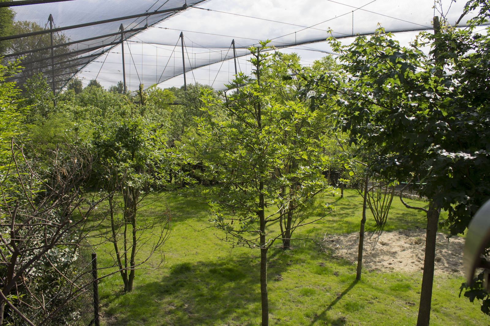 Okapi enclosure - Observation point