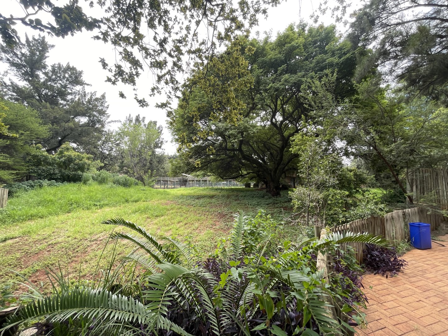 Okapi Enclosure (Okapia Johnstonii)