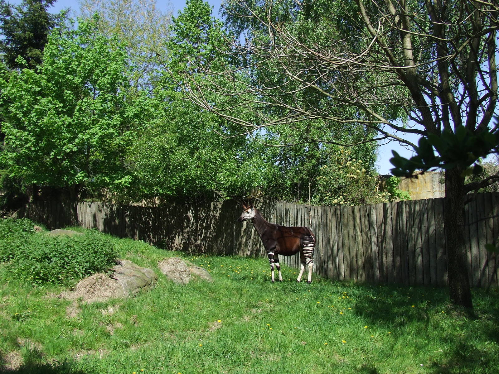 Okapi enclosure