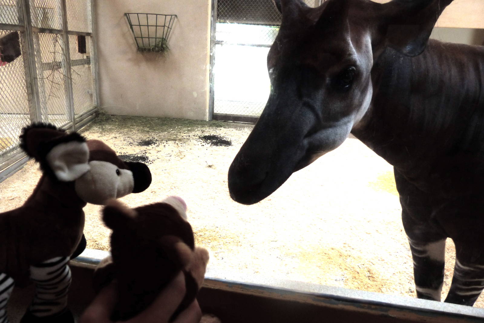Okapi Enrichment (African Journey) 6-20-12