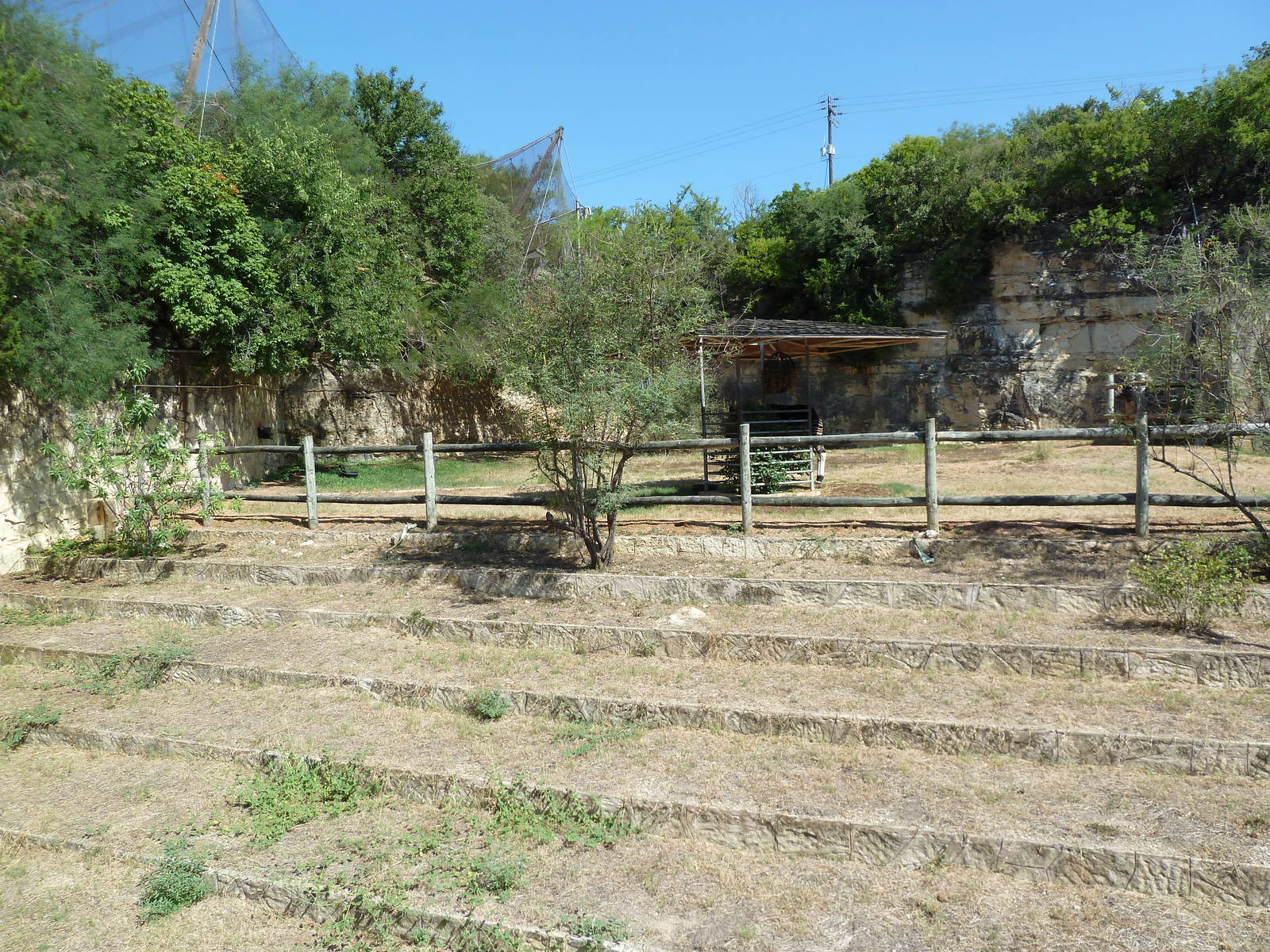 Okapi Exhibit - A Lush Congo Rainforest!