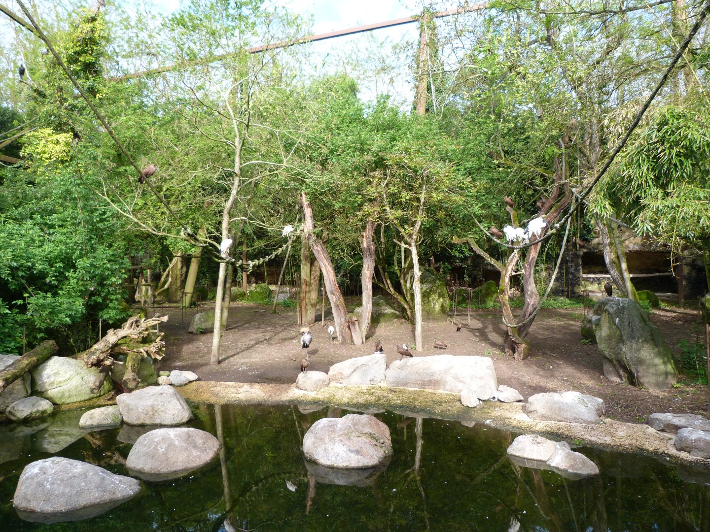 Okapi exhibit and water point -Bioparc de Doué la Fontaine (2025)