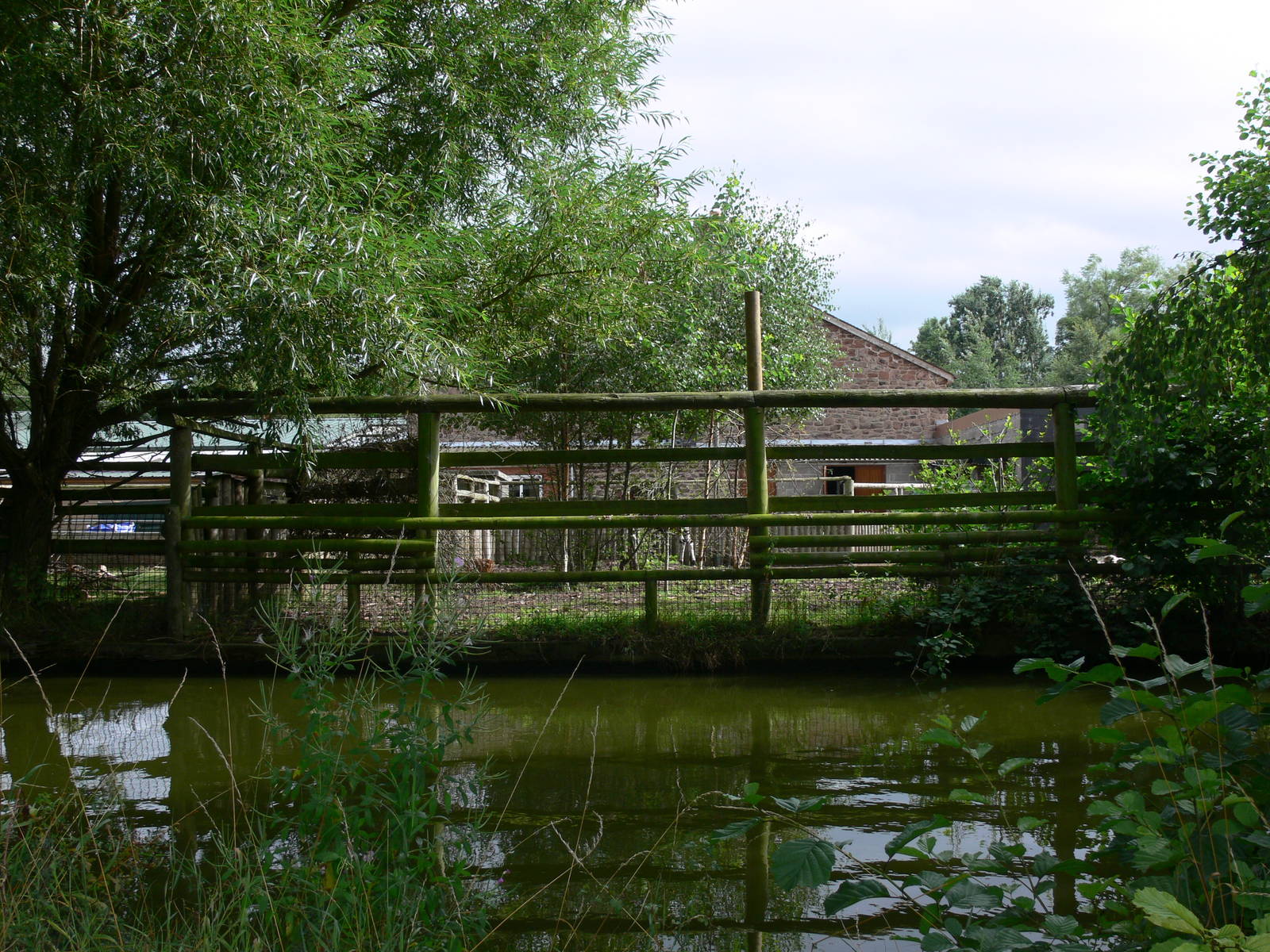 Okapi exhibit at Chester Zoo, 28/08/13