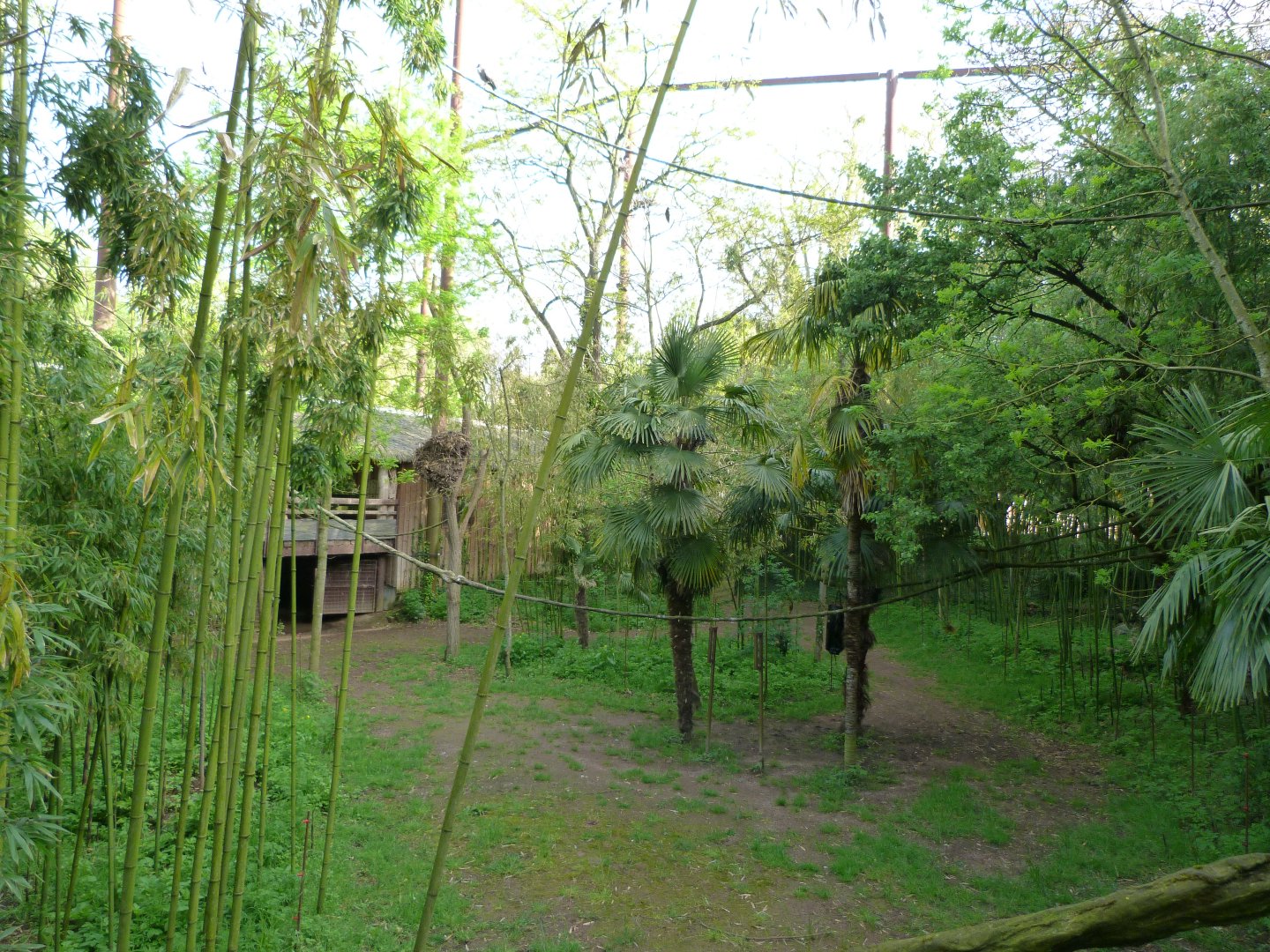 Okapi exhibit -Bioparc de Doué la Fontaine (2025)