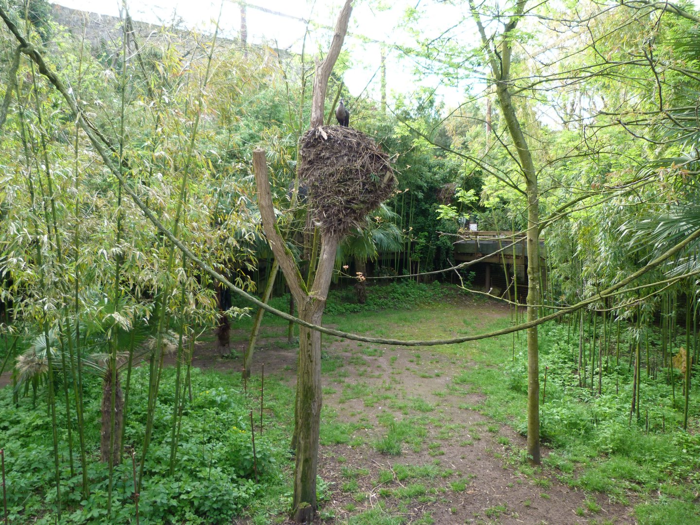 Okapi exhibit -Bioparc de Doué la Fontaine (2025)