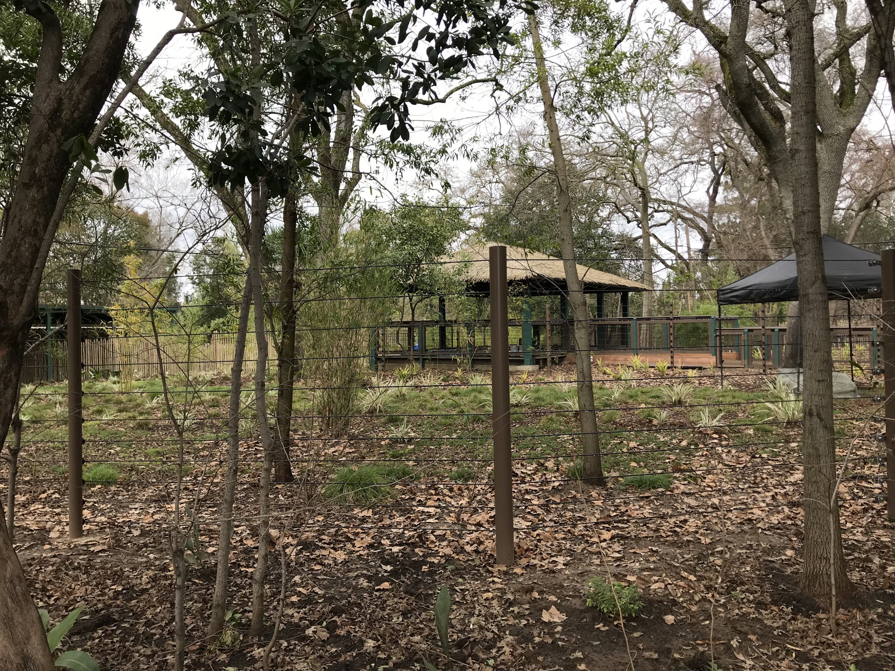 Okapi Exhibit (Coming Soon)