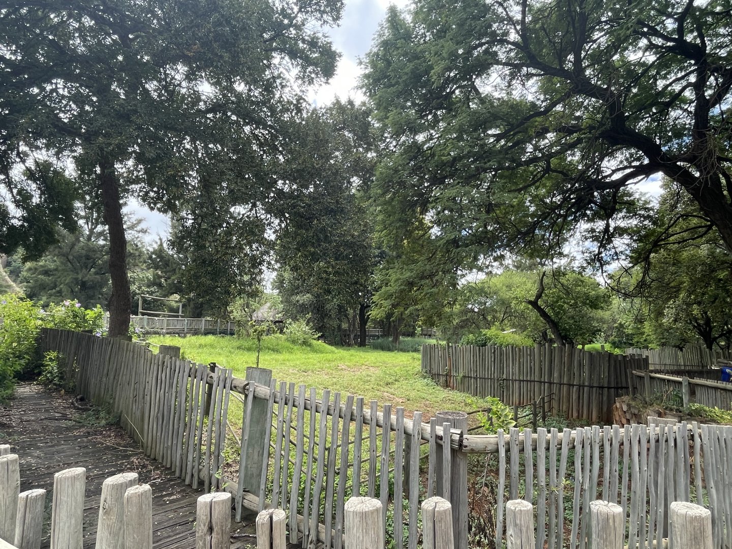 Okapi Exhibit (Okapia johnstoni)