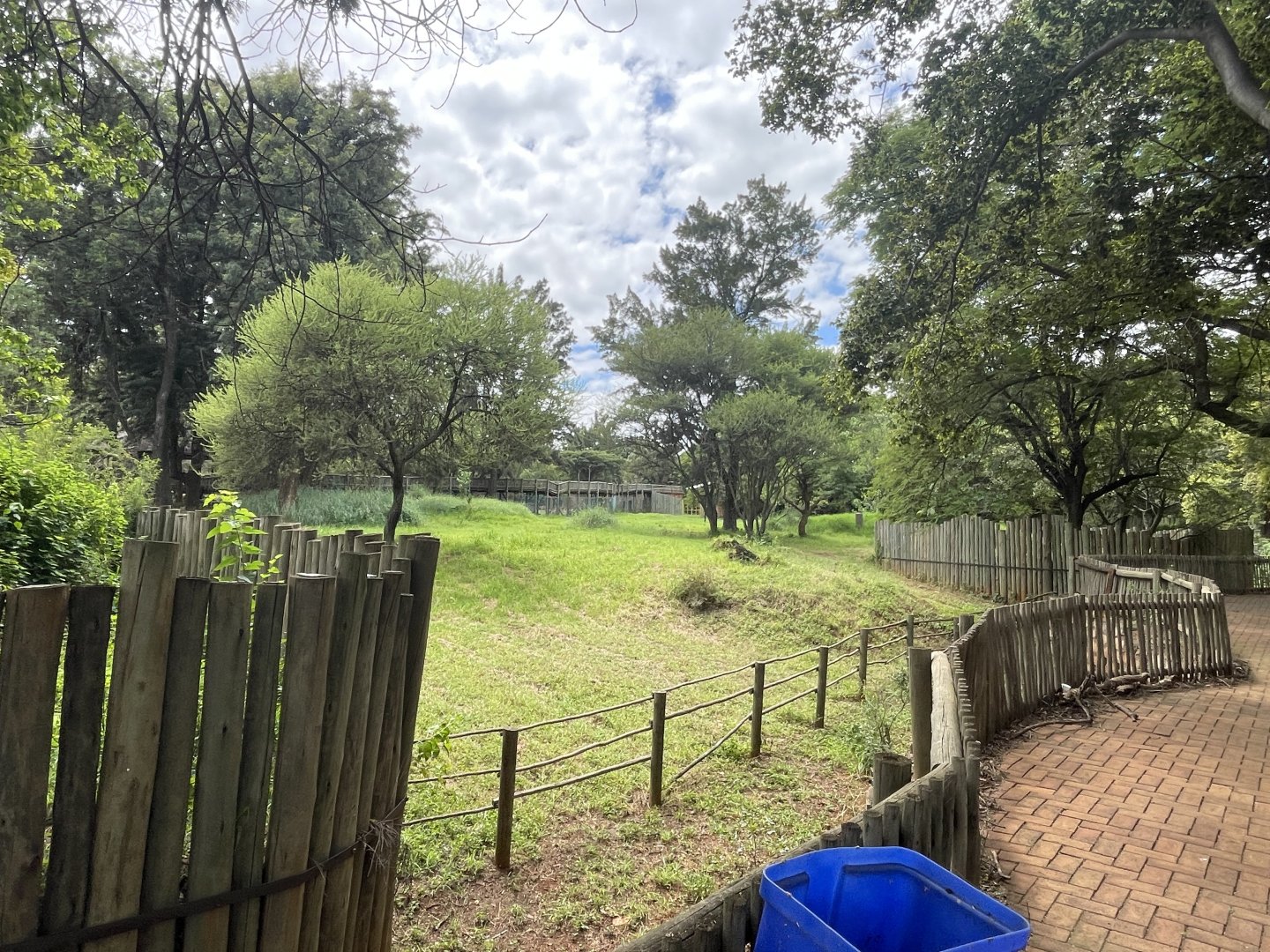 Okapi Exhibit (Okapia johnstoni)