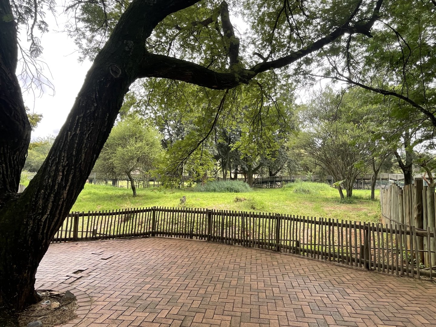 Okapi Exhibit (Okapia johnstoni)