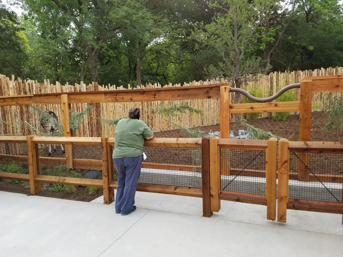 Okapi Exhibit on Path
