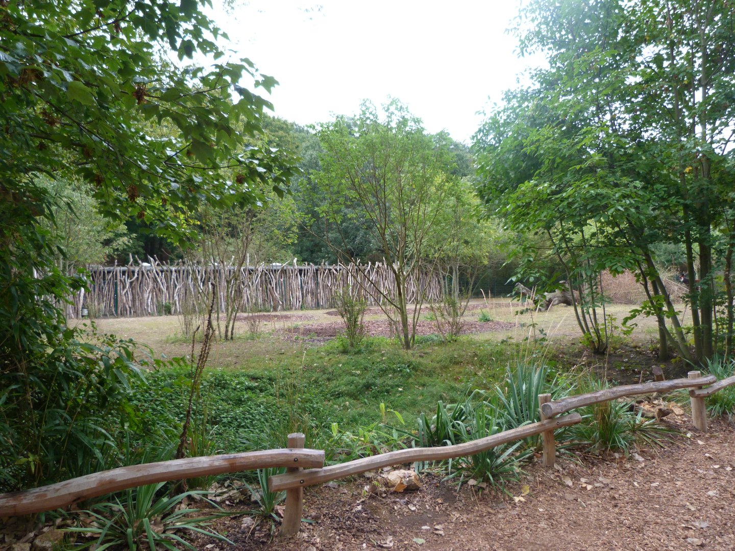 Okapi exhibit -Tierpark Berlin (2024)