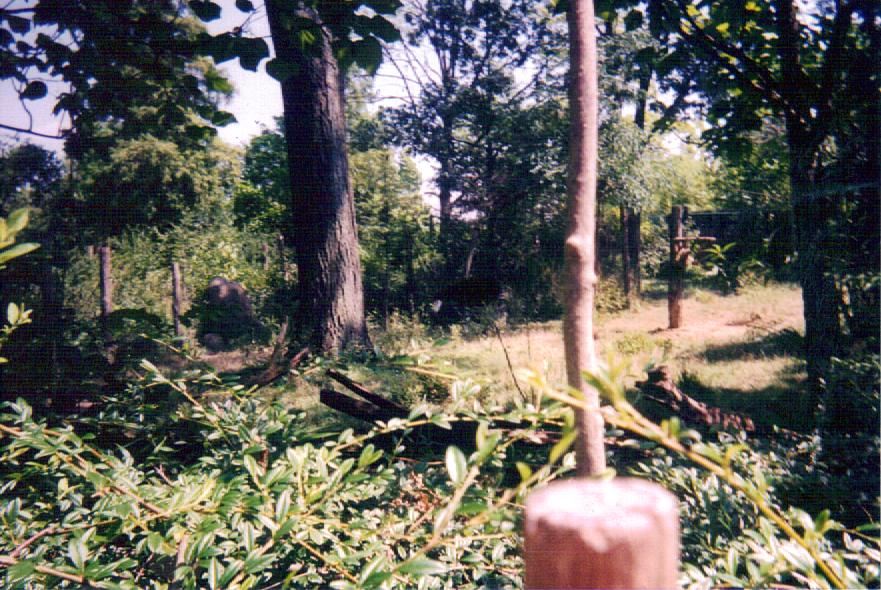 Okapi Exhibit - Vanishing Giants