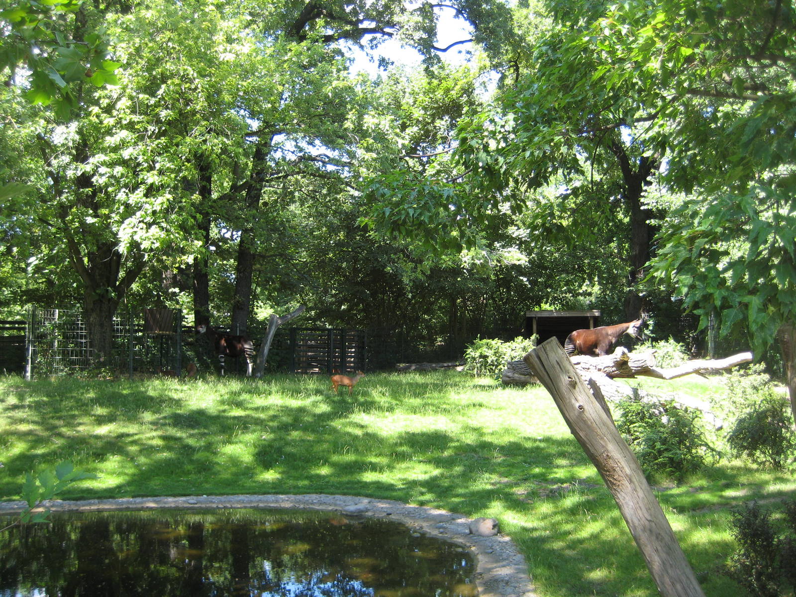 okapi exhibit( with red duikers)