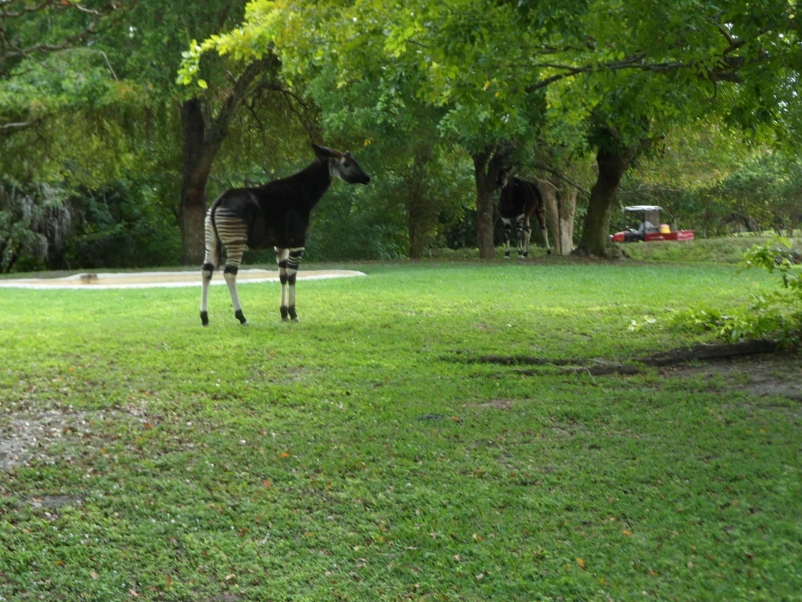 Okapi Exhibit