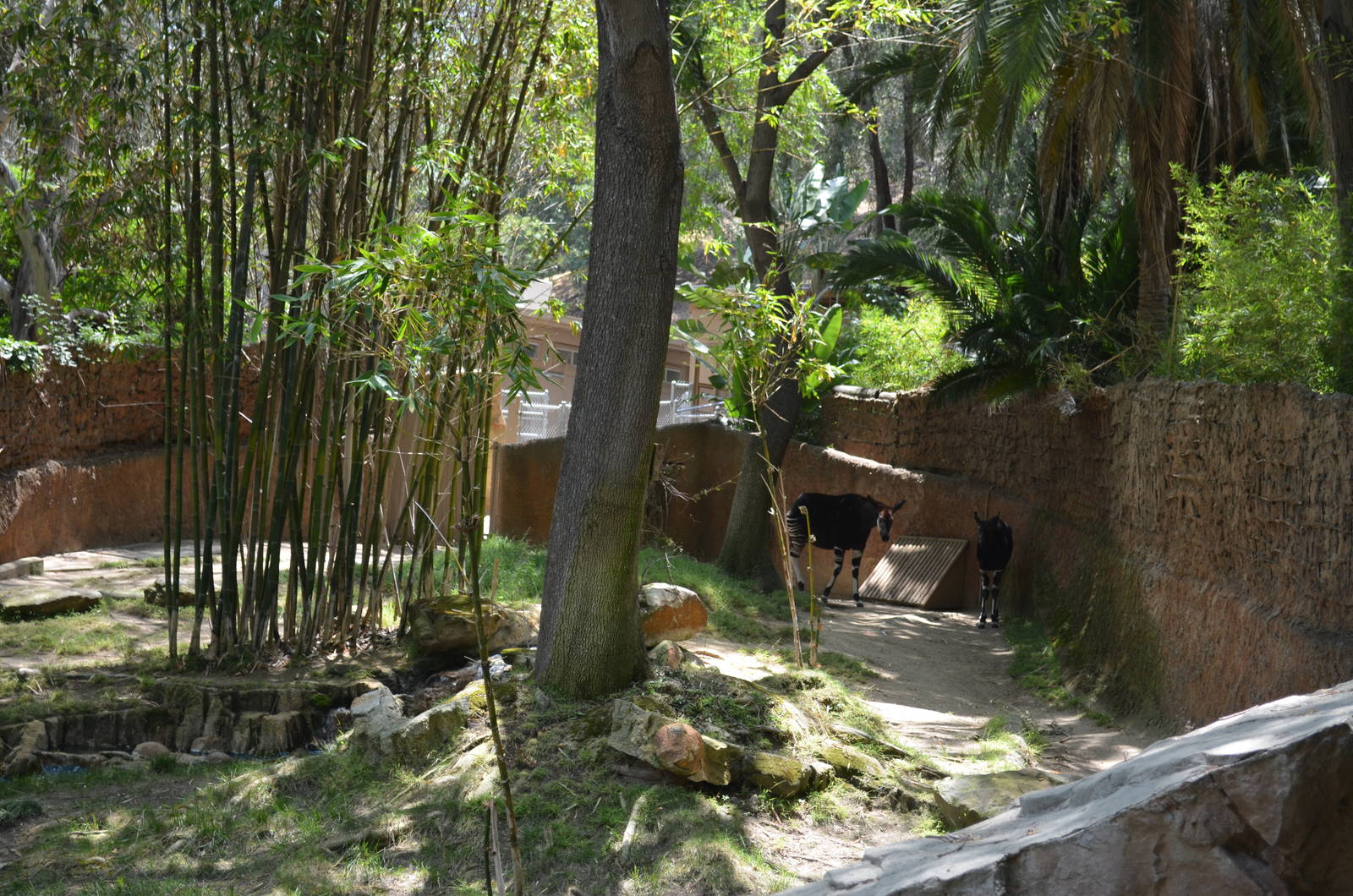 Okapi Exhibit