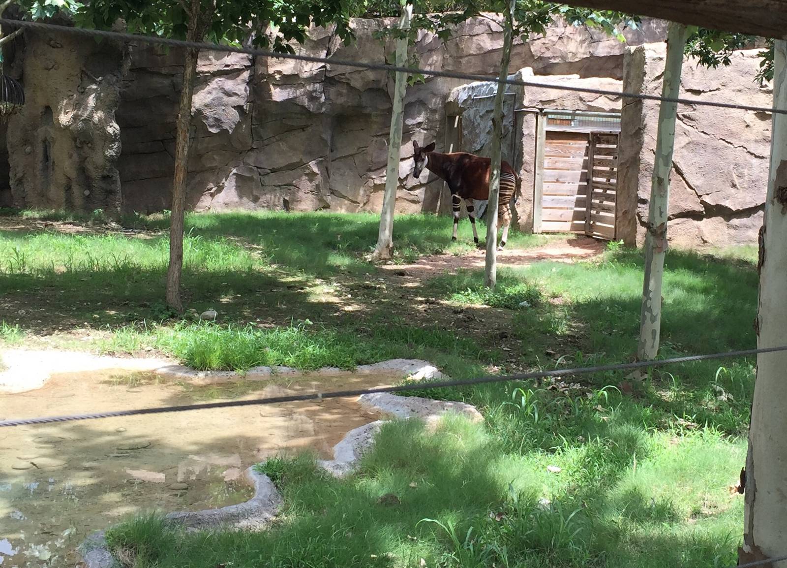 Okapi Exhibit
