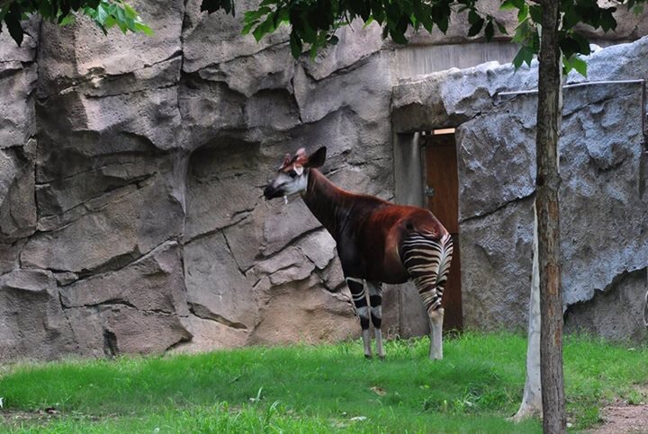 Okapi Exhibit