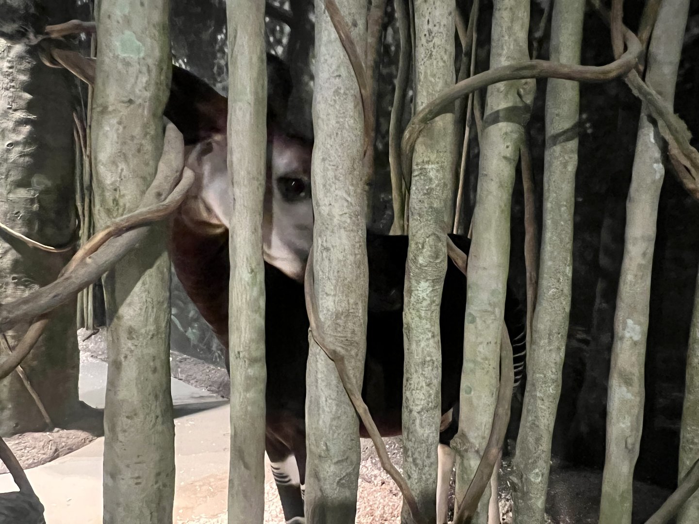 Okapi Exhibit