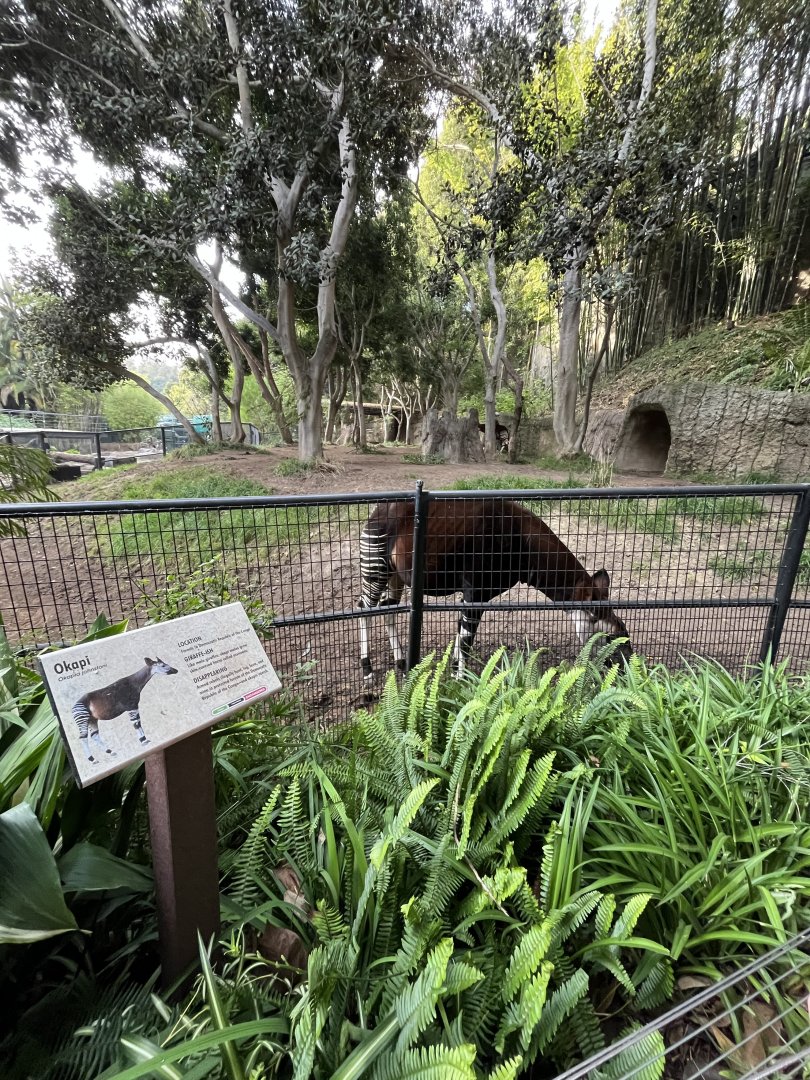 Okapi exhibit