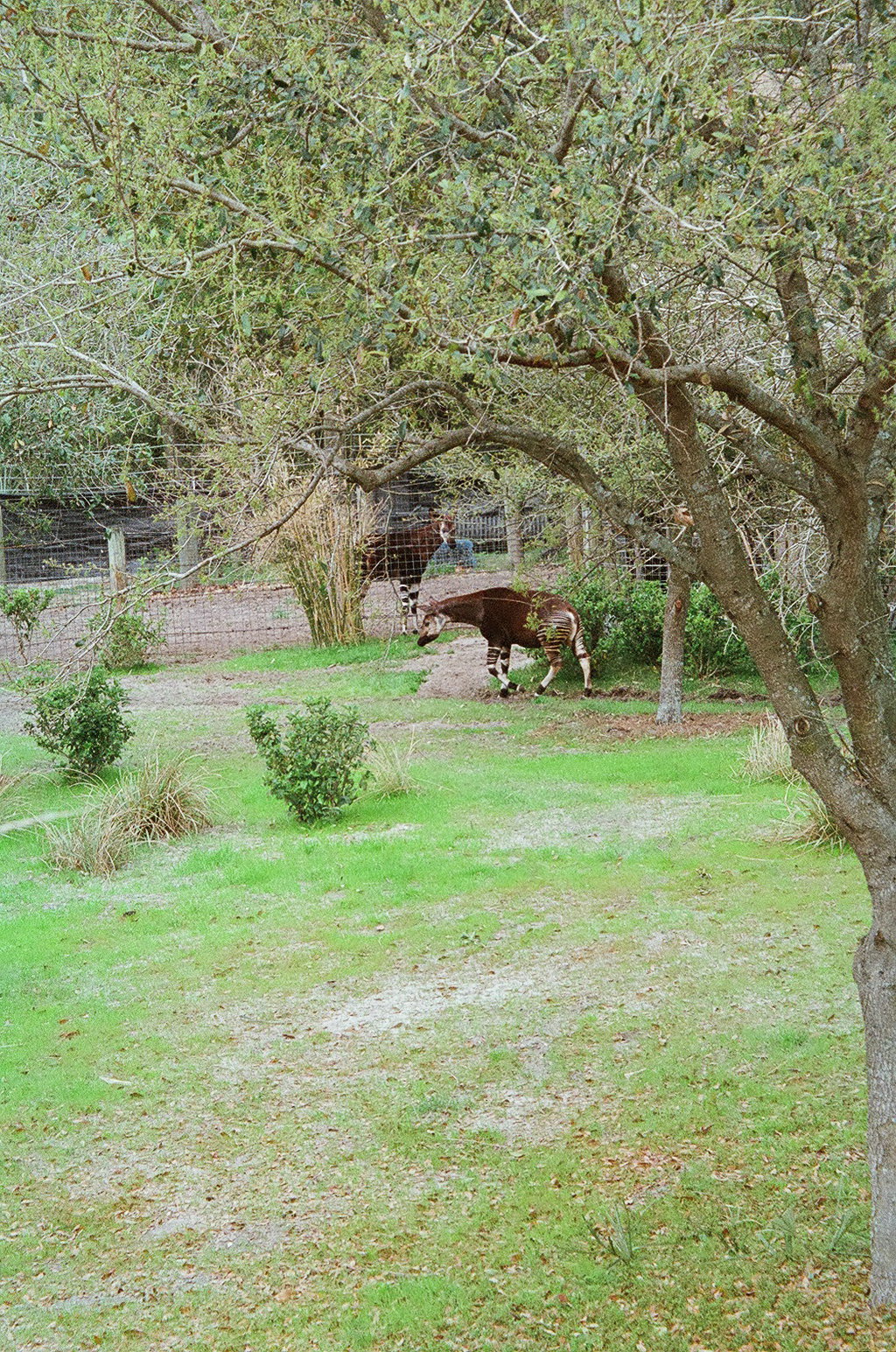 Okapi exhibit
