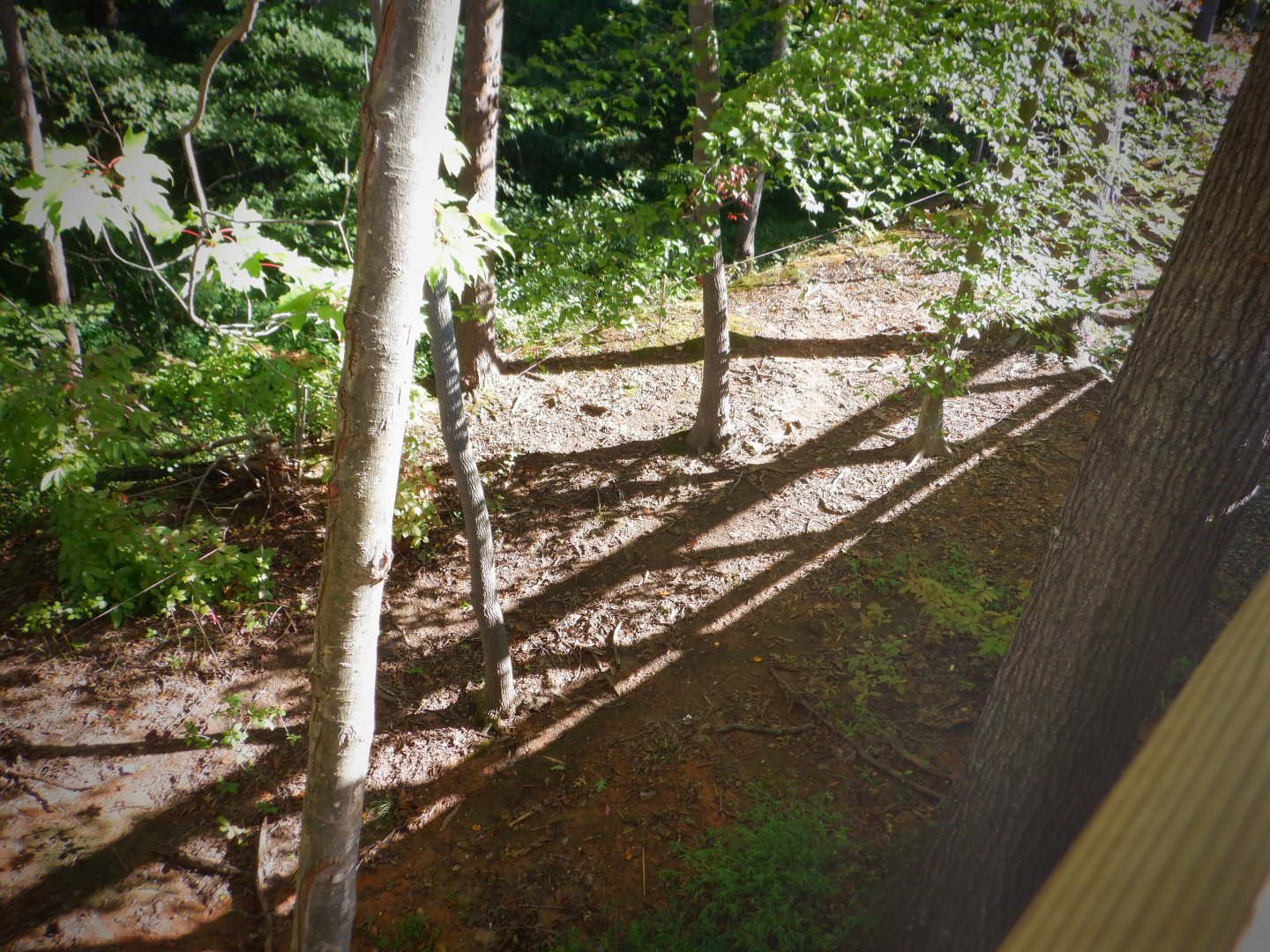 Okapi expansion site at the Greensboro Science Center