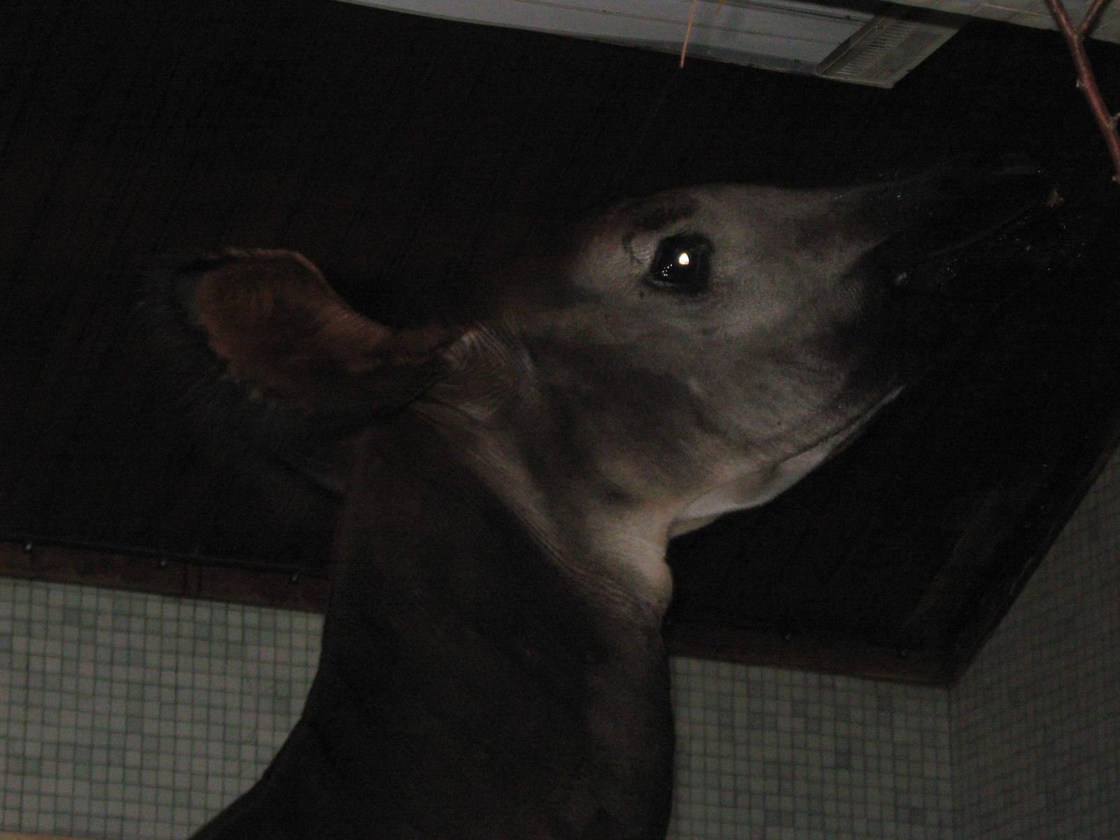 Okapi (f) Elila 25.08.09