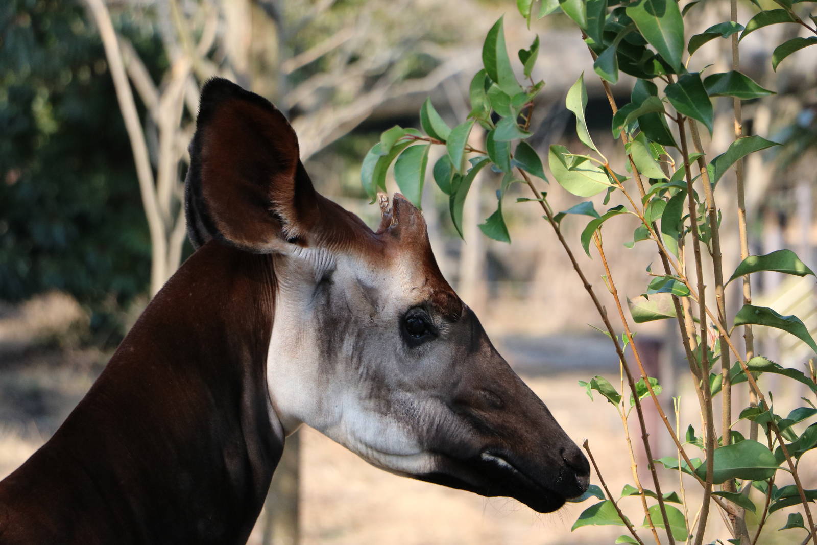 Okapi, February 2016