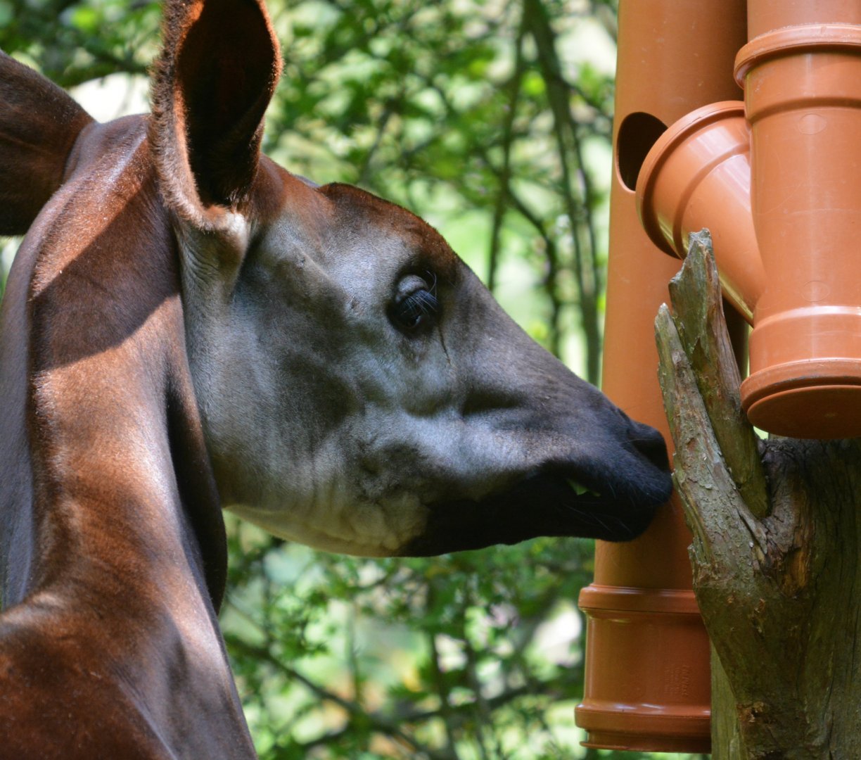 Okapi feeding