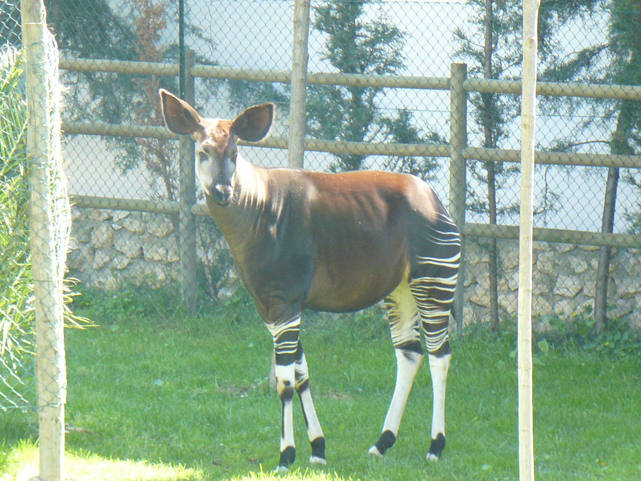 Okapi Female- Mar 2009