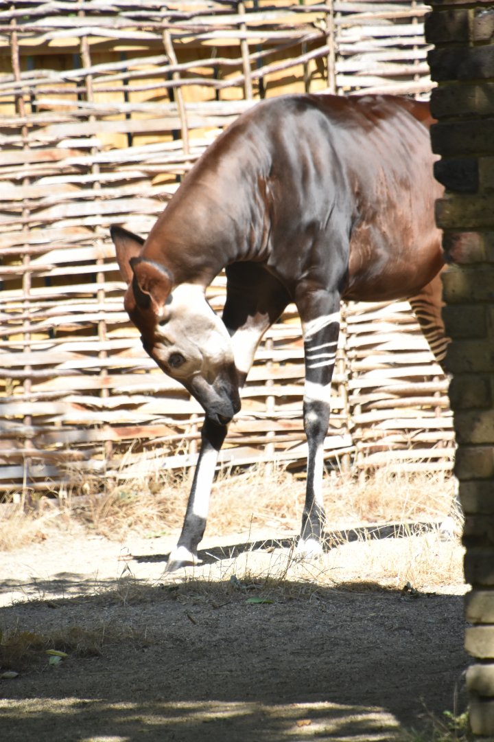 Okapi female