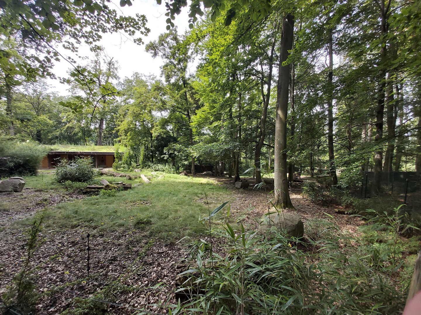 Okapi first enclosure (the second is hidden from the visitors)