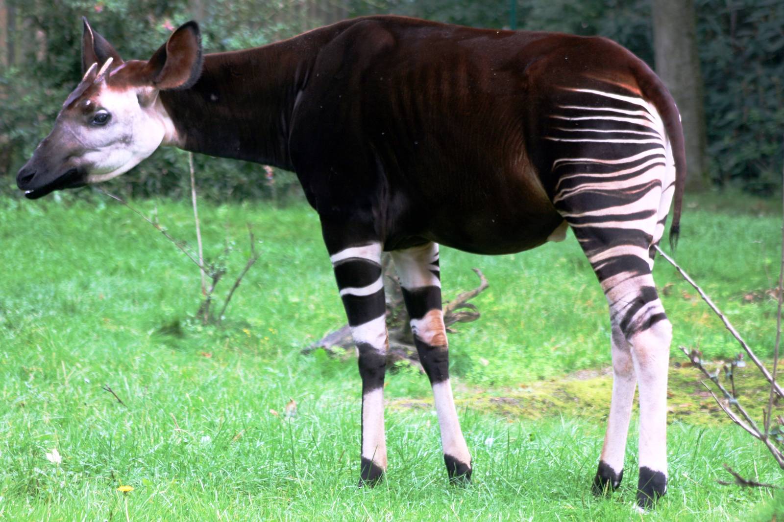 Okapi; Frankfurt; 9th September 2010