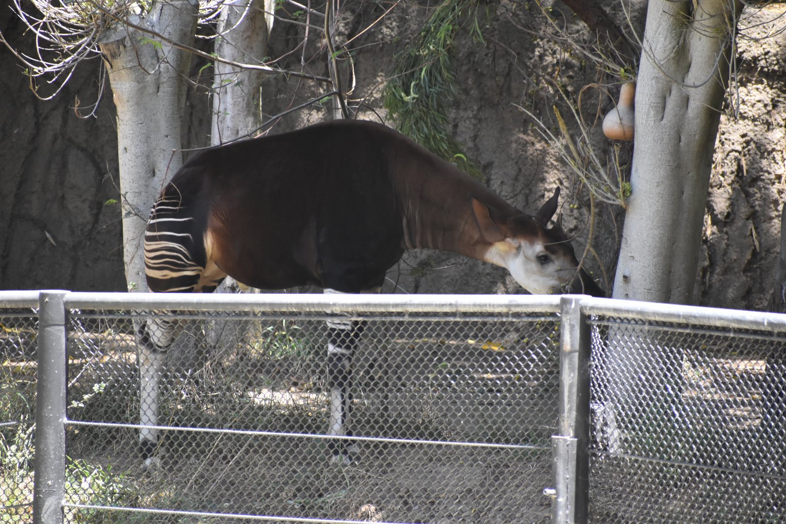 Okapi from Bus Tour