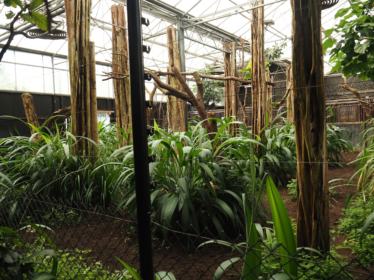 Okapi greenhouse - Indoor housing for okapis and birds of Congo Forest aviary, 2024-06-30